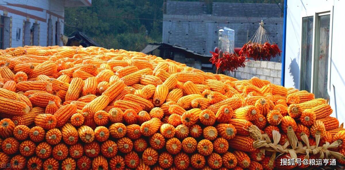 玉米市场传来好消息<strong></p>
<p>邮票市场最新行情</strong>！8月2日最新行情