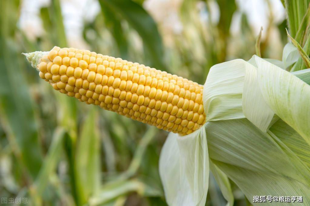玉米：7月28日最新行情