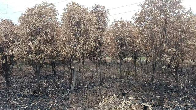 群众近千棵桂花树被烧死<strong></p>
<p>在线交易</strong>，为何不立案？驻马店回应