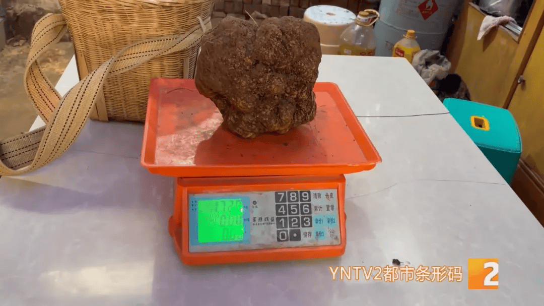 昆明一村民挖到1.7公斤超大松露<strong></p>
<p>币乎下载</strong>！“看都看不够”