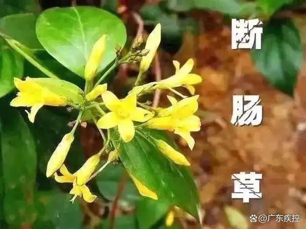 广东一老人买药材煲汤中毒身亡 当地：店铺误售断肠草<strong></p>
<p>看币圈</strong>，老板被拘留