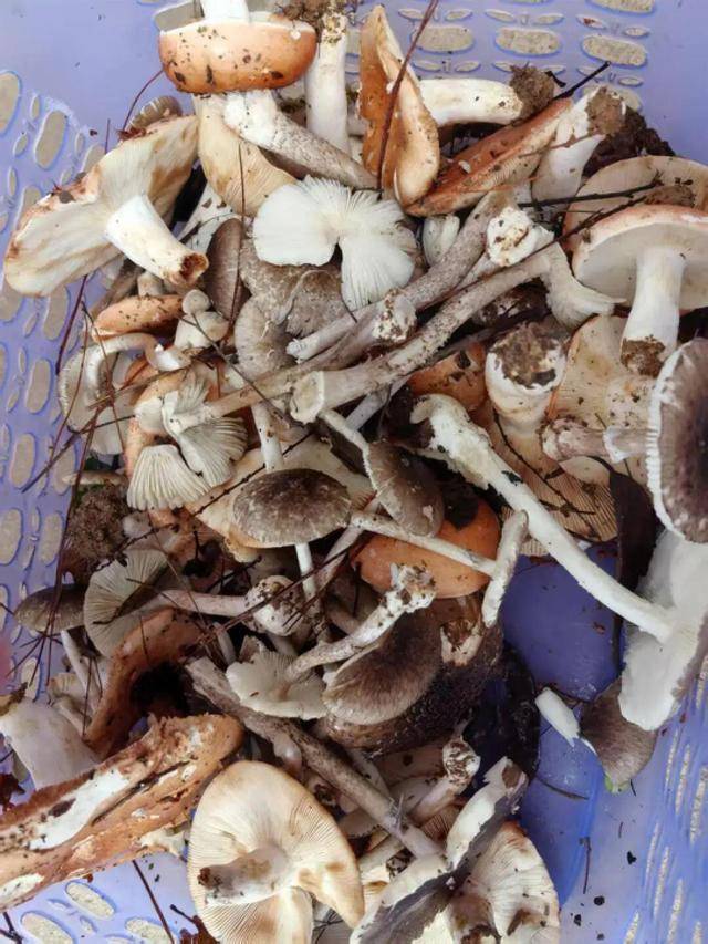 湖南一家6口误食毒蘑菇<strong></p>
<p>比特币期货</strong>，5岁男童不幸去世