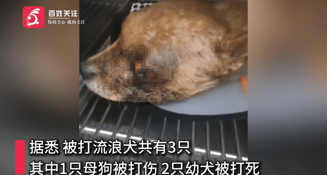 保安称“经常咬人”打死流浪犬<strong></p>
<p>比特币今天行情</strong>，居民上门讨说法：这个门卫穷凶极恶