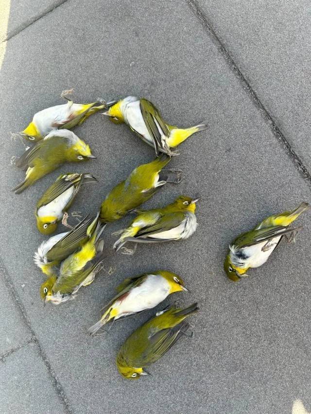 北京一座大厦楼下躺了14只鸟<strong></p>
<p>比特币今日行情走势</strong>，12只已死亡！元凶竟是玻璃