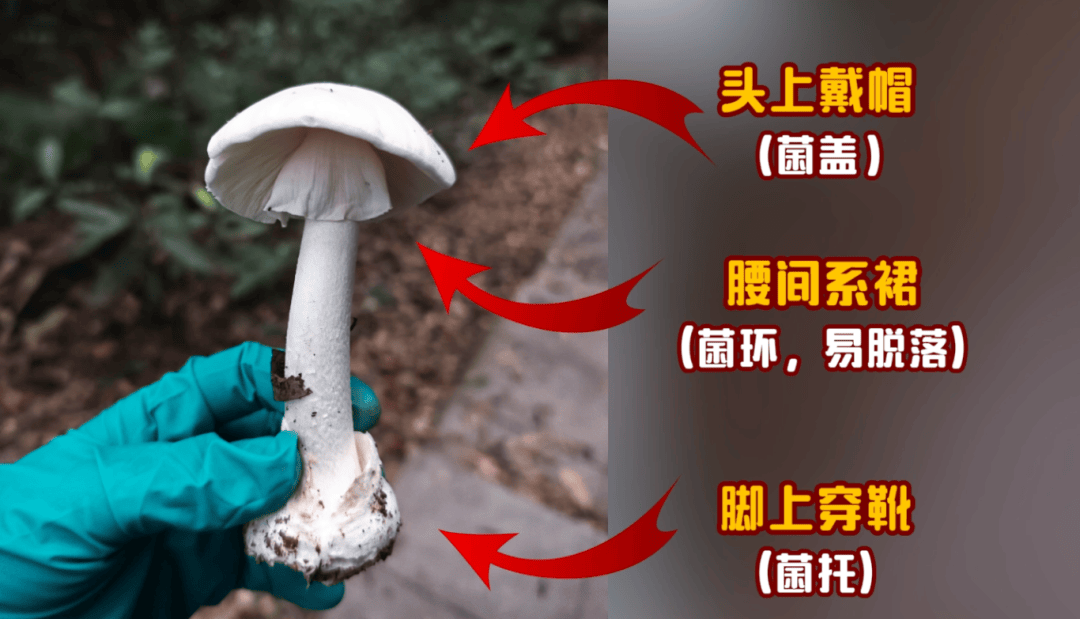 网红发文悼念婆婆：吃了邻居送的蘑菇中毒<strong></p>
<p>比特币今日行情走势</strong>，抢救四天四夜死亡！这些蘑菇避毒原则可能是陷阱→