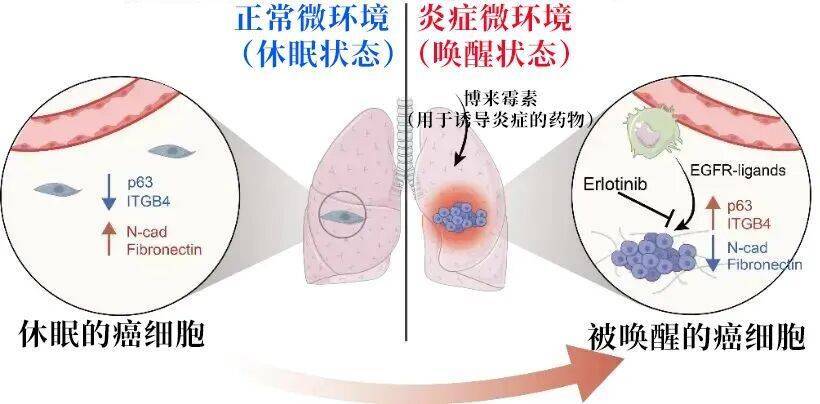 长期炎症会“唤醒”癌细胞<strong></p>
<p>比特币人民币</strong>！这份抗炎指南每个人都该看看