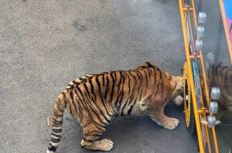 动物园观光车压碎老虎下巴<strong></p>
<p>比特币的价格</strong>？园方：初步检查未发现重大伤情