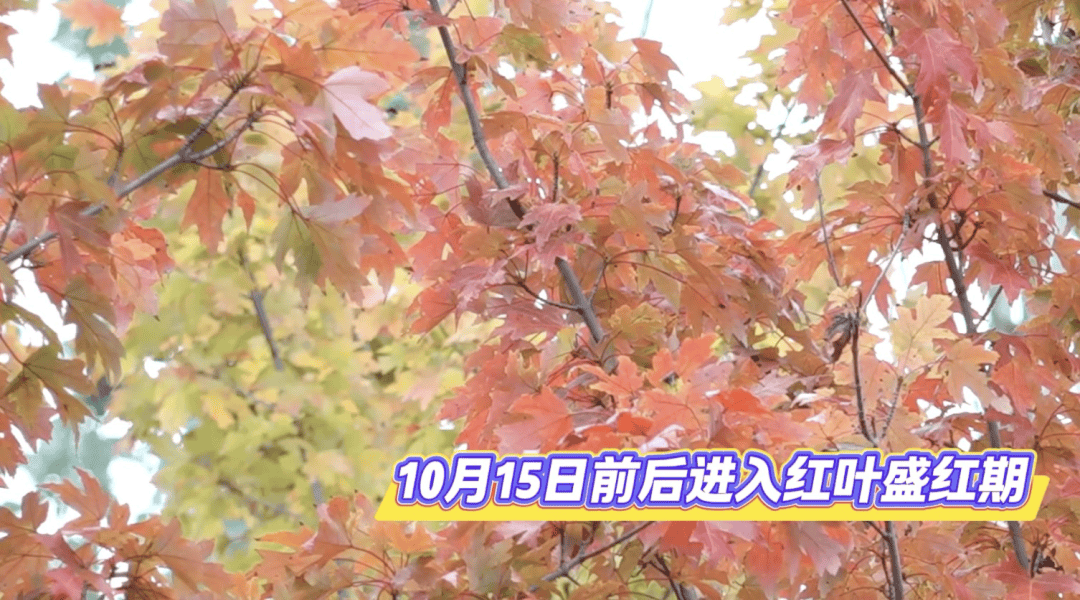 北京将迎新一轮秋雨<strong></p>
<p>比特币实时</strong>，赏红期预告来了！
