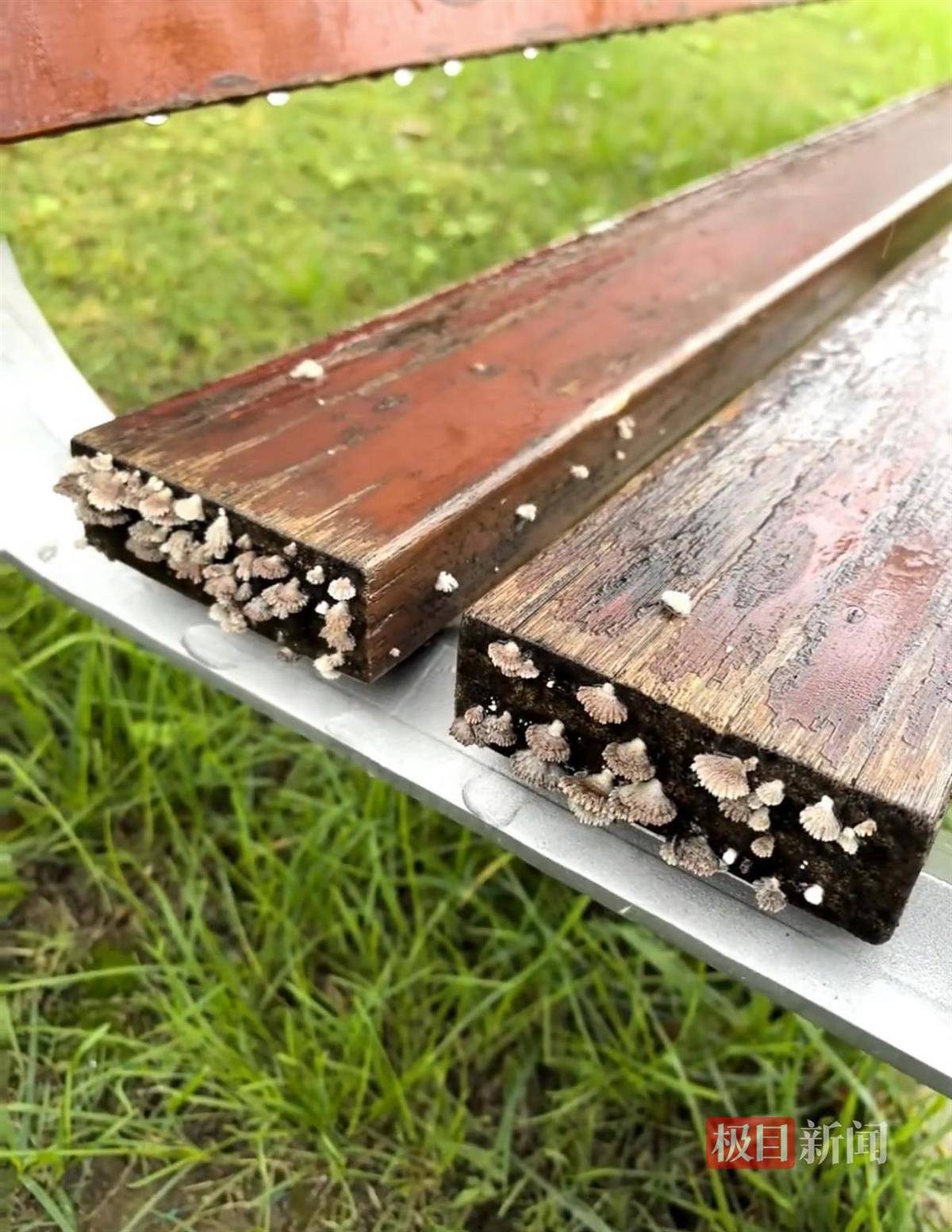 西安连续一个多月降雨遍地长蘑菇<strong></p>
<p>比特币实时</strong>，大雁塔受潮，城墙布满青苔，气象局解释成因