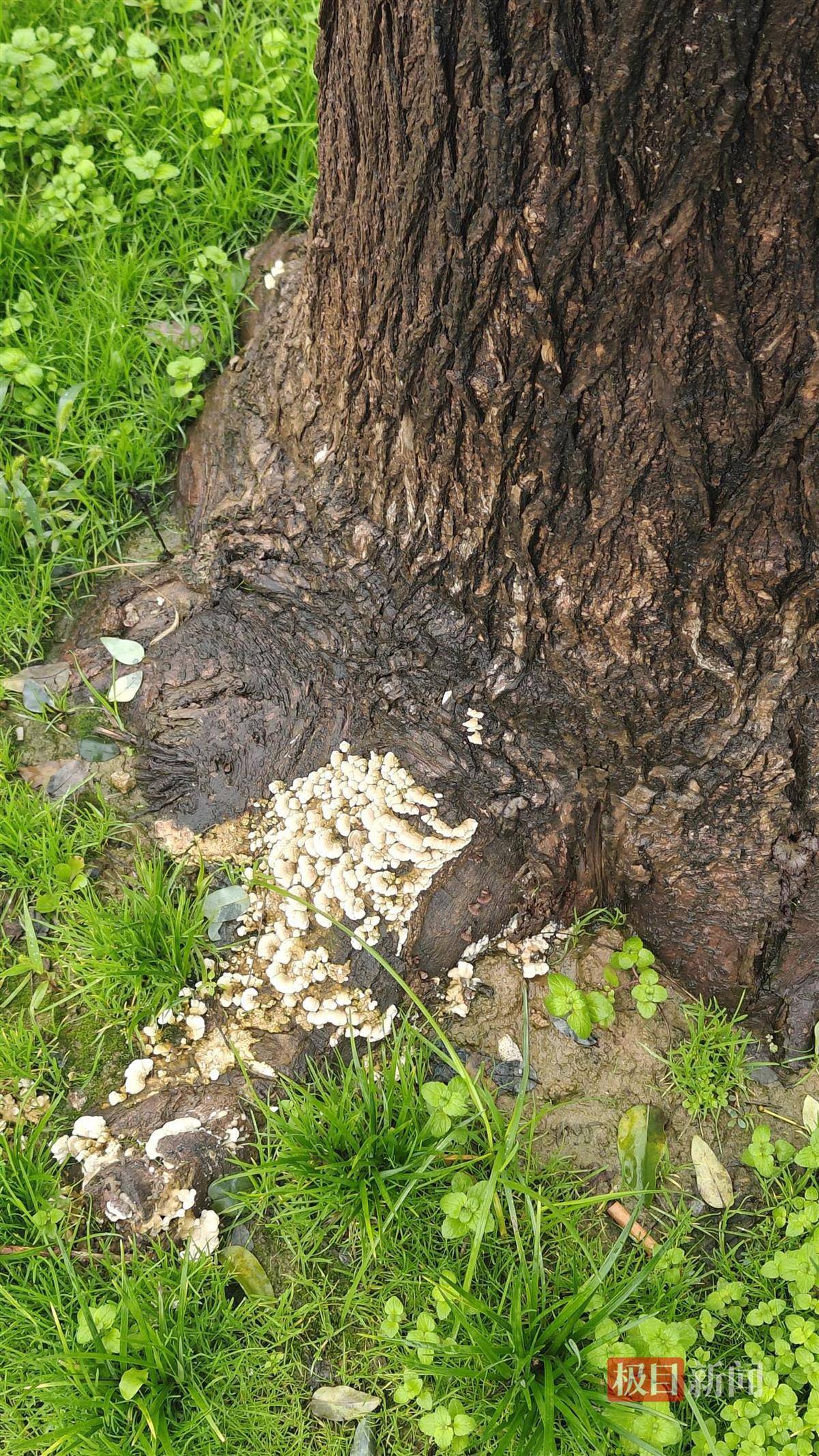 西安连续一个多月降雨遍地长蘑菇<strong></p>
<p>比特币实时</strong>，大雁塔受潮，城墙布满青苔，气象局解释成因