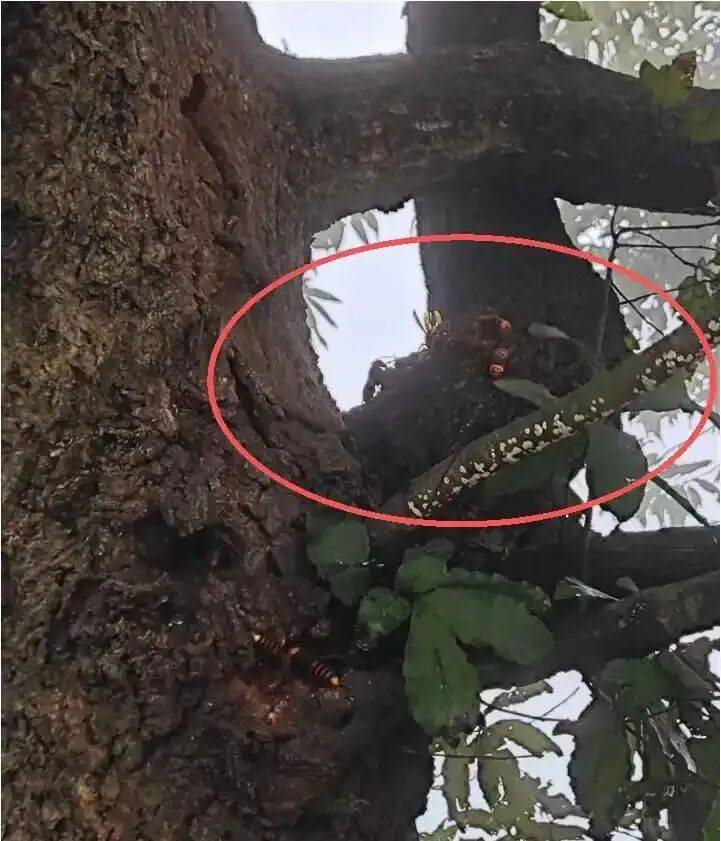 4名游客景区内遭马蜂袭击<strong></p>
<p>比特币实时</strong>，旅游度假区：是森林公园不卖门票，蜇伤先就医后提供证据投诉