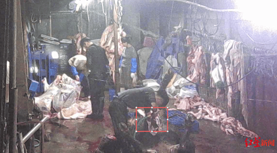 注水牛肉调查：屠宰场藏身农家院<strong></p>
<p>2015年比特币价格</strong>，深夜切开牛胸注水数分钟，牛肉连夜送批发市场