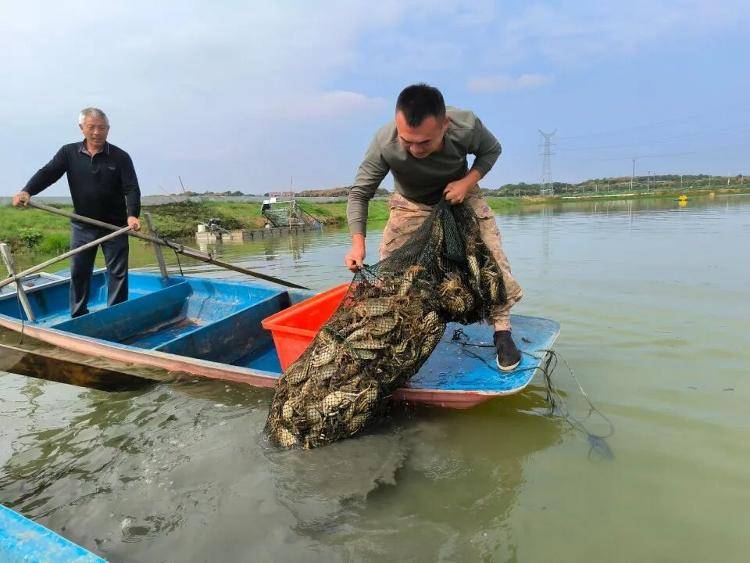 武汉江夏一地大闸蟹大量上市<strong></p>
<p>购买比特币</strong>，日产1000斤当天售完，每只螃蟹有自己的“身份证”，吃深海小黄鱼长大