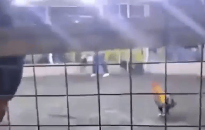 男子遭自家斗鸡攻击大出血死亡<strong></p>
<p>比特币交易所</strong>，鸡脚上绑有锋利刀片，当地赛事奖金高达21万