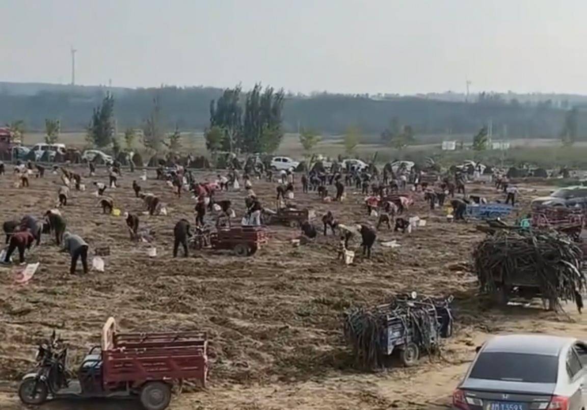 数百人冲进地里捡红薯<strong></p>
<p>比特币最新价</strong>，田主称是秋收剩下的，网友：免费翻地，利人利己