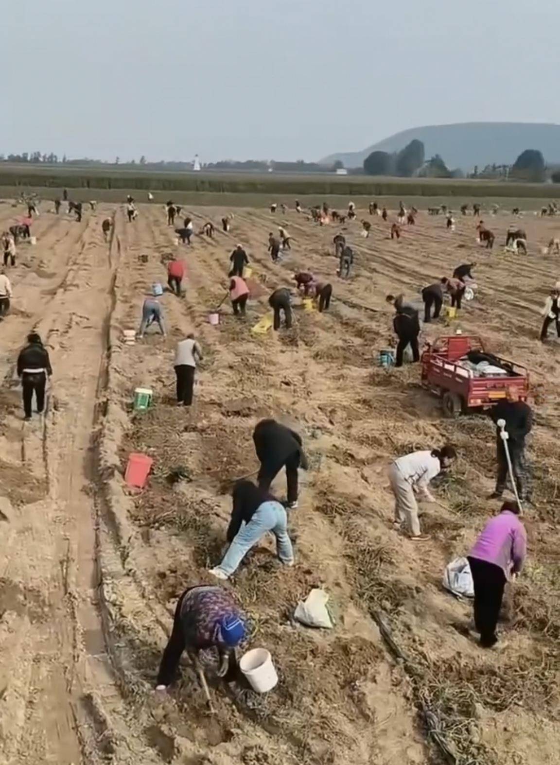 数百人冲进地里捡红薯<strong></p>
<p>比特币最新价</strong>，田主称是秋收剩下的，网友：免费翻地，利人利己