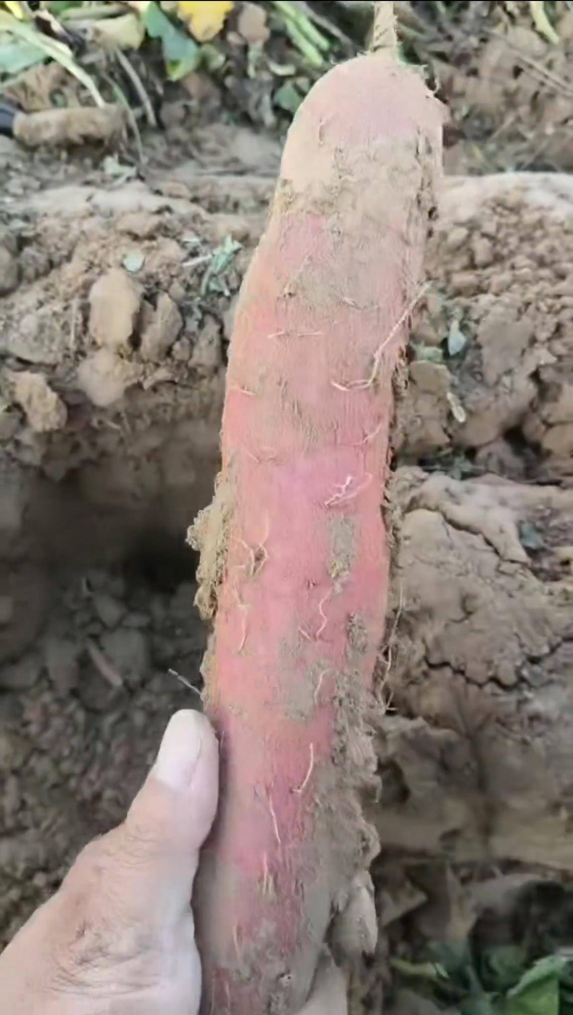 数百人冲进地里捡红薯<strong></p>
<p>比特币最新价</strong>，田主称是秋收剩下的，网友：免费翻地，利人利己