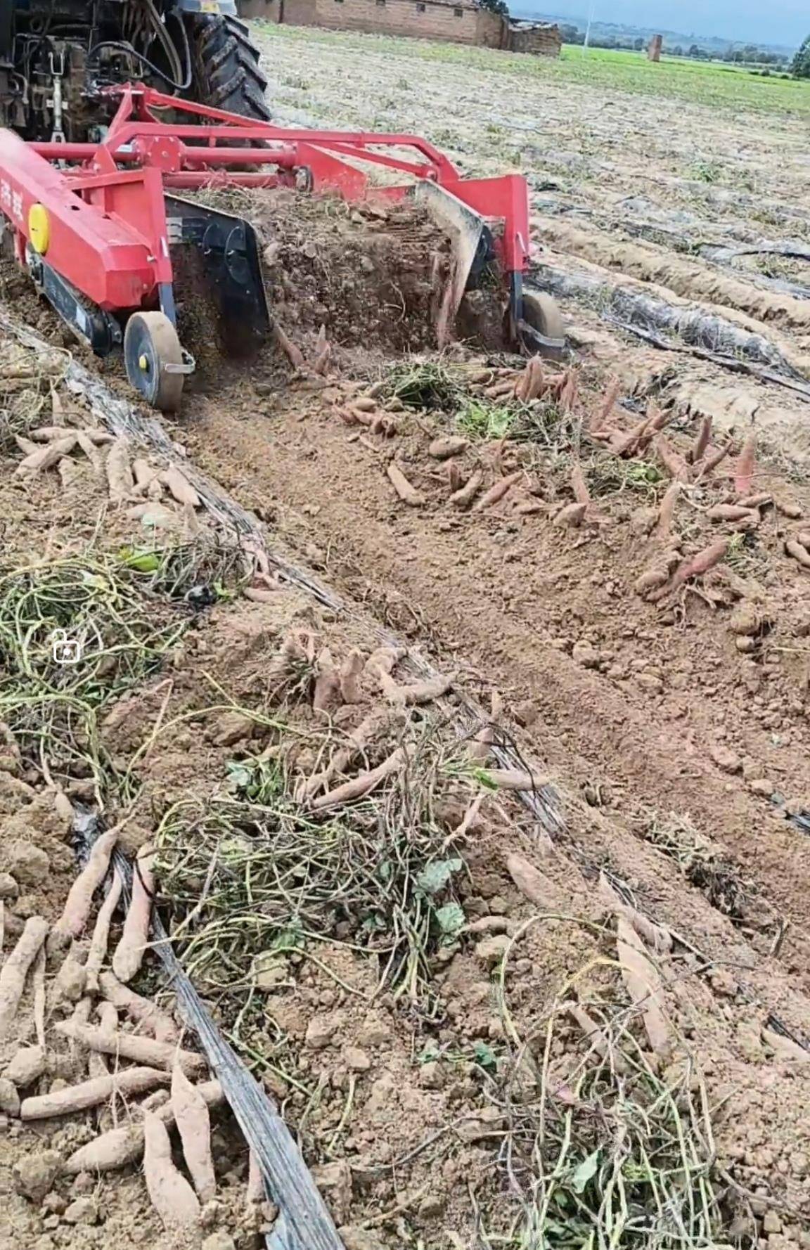 数百人冲进地里捡红薯<strong></p>
<p>比特币最新价</strong>，田主称是秋收剩下的，网友：免费翻地，利人利己