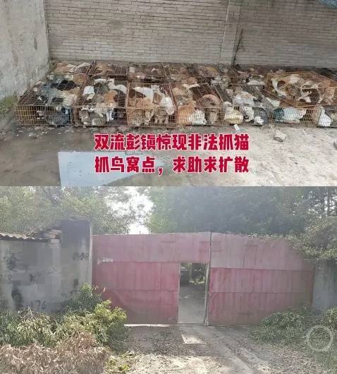 “成都一空置房非法囤猫”？官方通报：共发现被困小猫102只<strong></p>
<p>比特币最新价</strong>，未发现虐猫行为