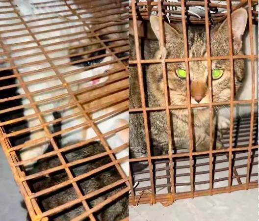 “成都一空置房非法囤猫”？官方通报：共发现被困小猫102只<strong></p>
<p>比特币最新价</strong>，未发现虐猫行为