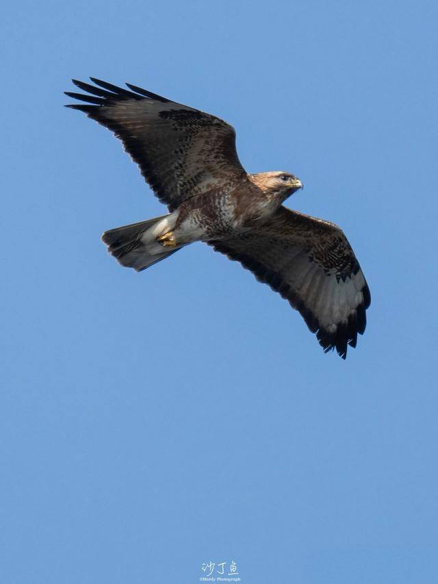 今秋龙门山已监测到22种超5000只猛禽