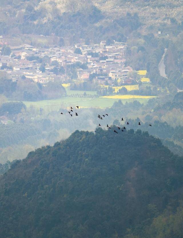 今秋龙门山已监测到22种超5000只猛禽