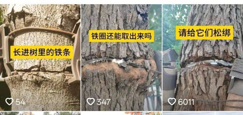 金属卡箍嵌进树里<strong></p>
<p>比特币现在多少钱</strong>，苏州一网民发视频喊话相关部门给树木“松绑” ！当地回应：已全部拆除