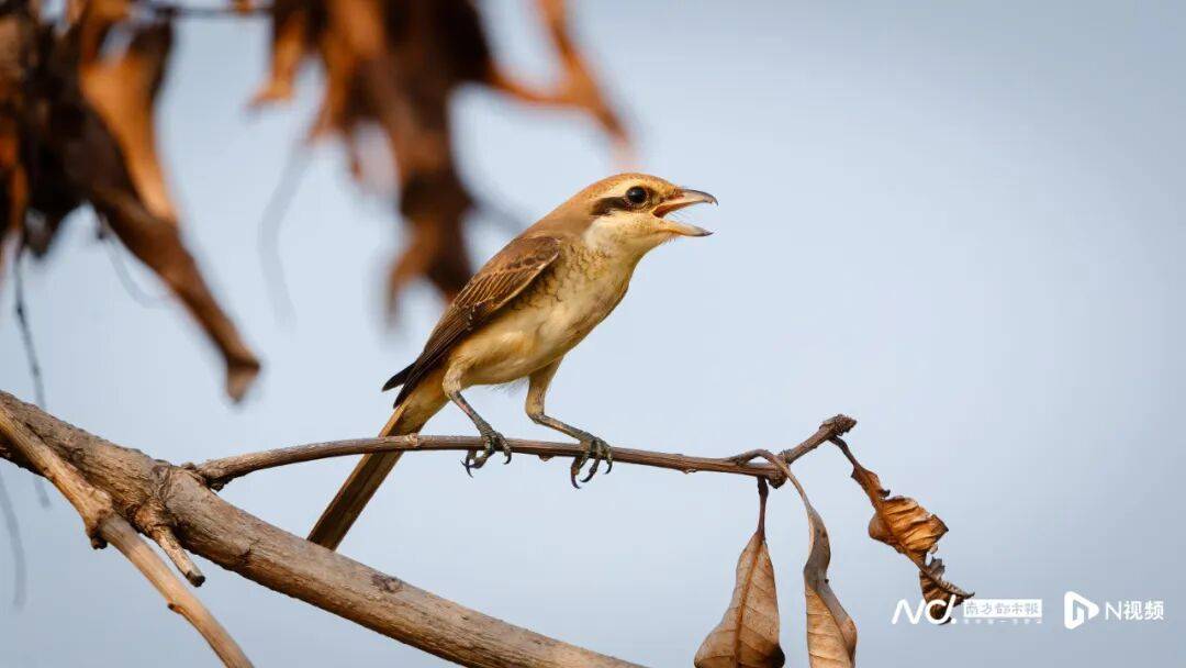 东莞最新发布:将严厉打击这些行为<strong></p>
<p>比特币现在多少钱</strong>!