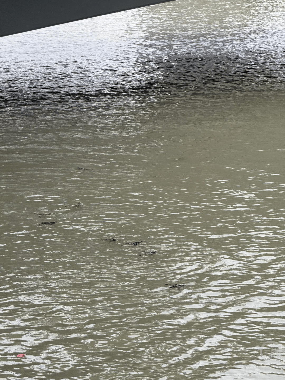 上海苏州河有人放生牛蛙？当地回应：严禁放生外来物种<strong></p>
<p>比特币价值</strong>，市民可提供相关线索