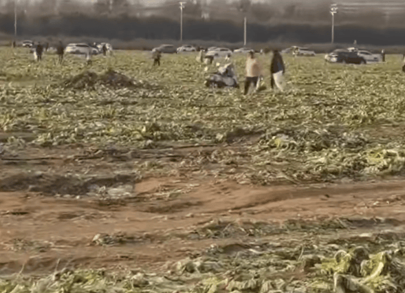 免费摘白菜视频热传<strong></p>
<p>比特币总市值</strong>，菜地承包者称“损失近100万元”，当地通报