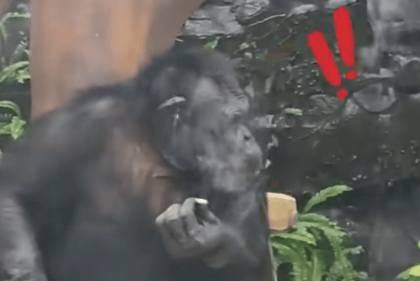 大猩猩抽烟手法娴熟？广西南宁动物园：从小在领养家庭学会抽烟喝酒<strong></p>
<p>比特币历史最高价</strong>，会派人制止