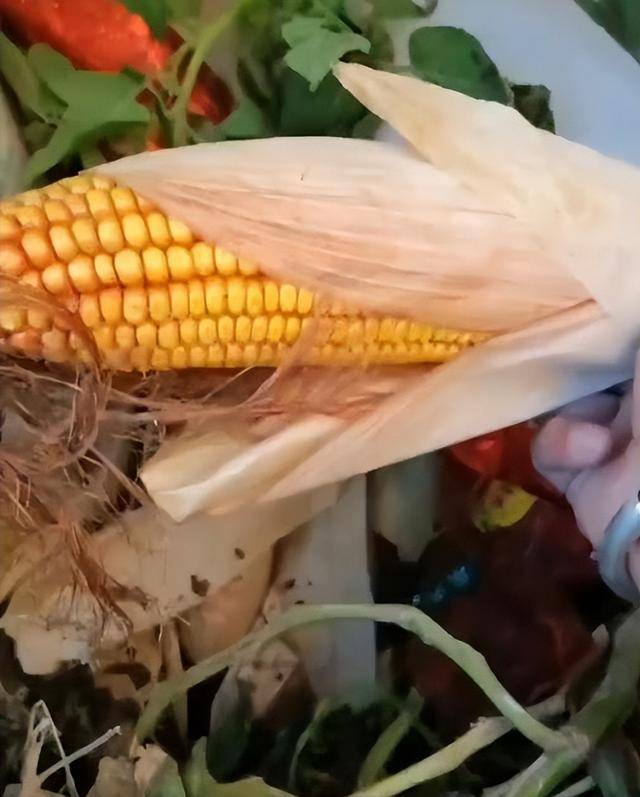 陕西一女子疑因拍亲姑姑偷玉米遭姑父棍杀<strong></p>
<p>比特币交易今日价格</strong>，邻居欲报警也遇害