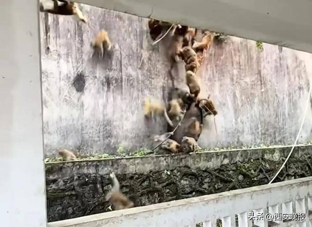 贵州一景区“下猴子雨”<strong></p>
<p>比特币行情美元</strong>，园方：正常情况