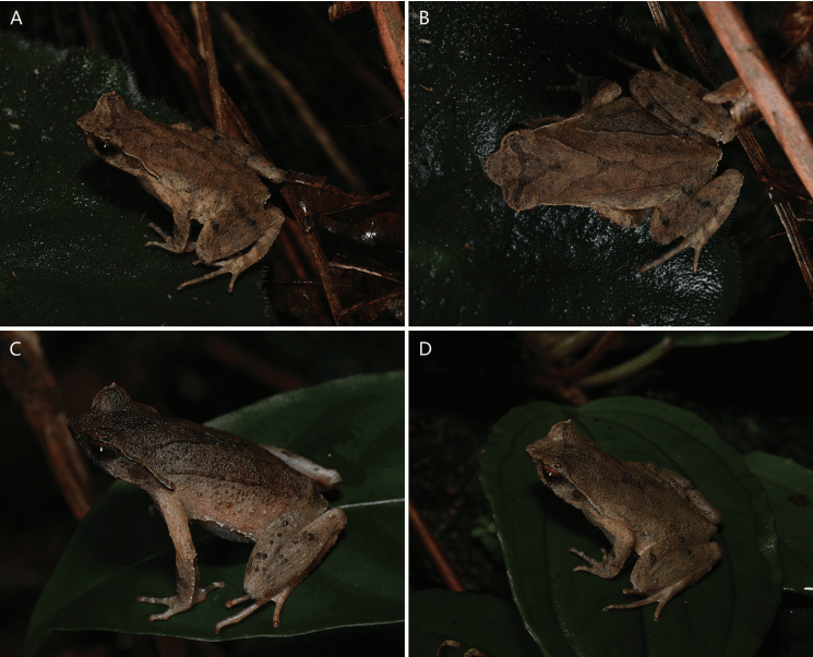 广东发现新物种“阳春角蟾”