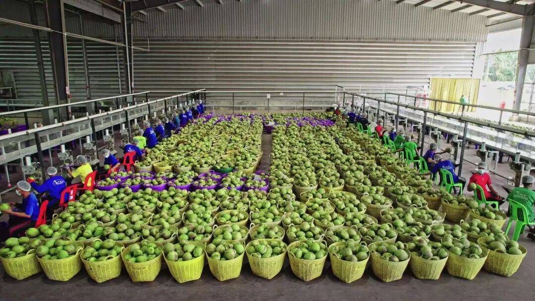 椰子水之外<strong></p>
<p>比特币软件</strong>,大公司争夺40亿元生椰市场