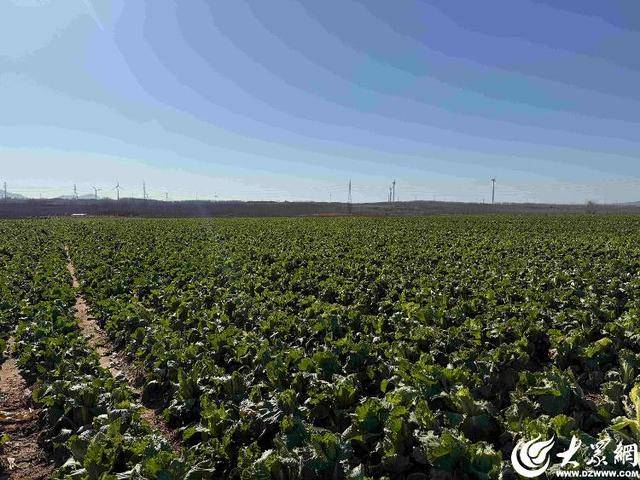 山东青岛：全国首批“板蓝根白菜”喜获丰收<strong></p>
<p>比特币网站</strong>，正式上市！首批10万棵已被上海采购商“包圆”