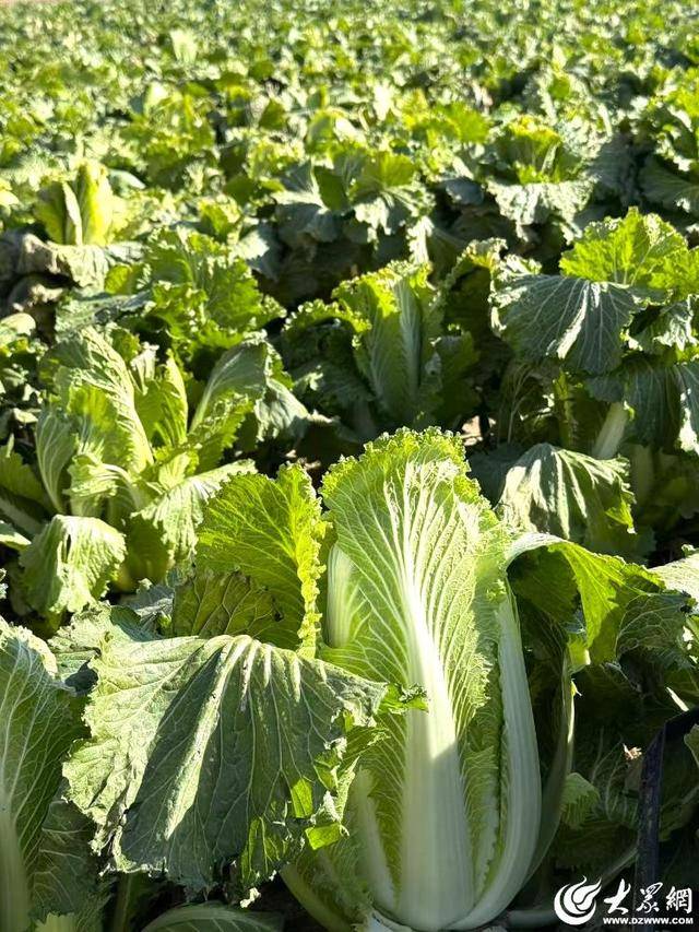 山东青岛：全国首批“板蓝根白菜”喜获丰收<strong></p>
<p>比特币网站</strong>，正式上市！首批10万棵已被上海采购商“包圆”