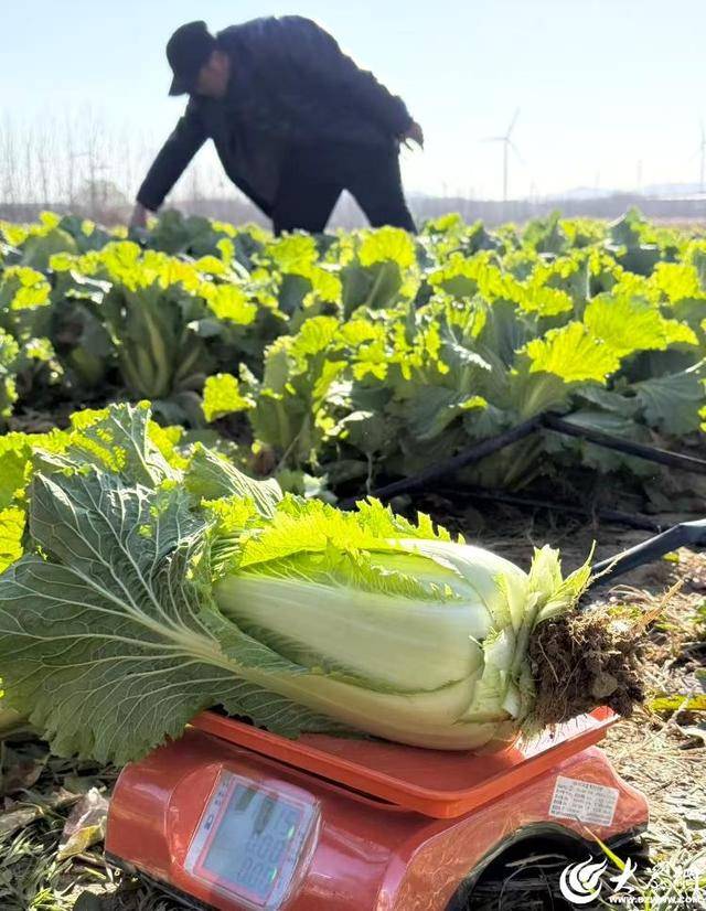 山东青岛：全国首批“板蓝根白菜”喜获丰收<strong></p>
<p>比特币网站</strong>，正式上市！首批10万棵已被上海采购商“包圆”