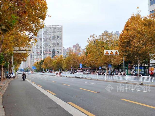 满目金黄<strong></p>
<p>比特币平台</strong>!柳州法国梧桐迎来最佳观赏期