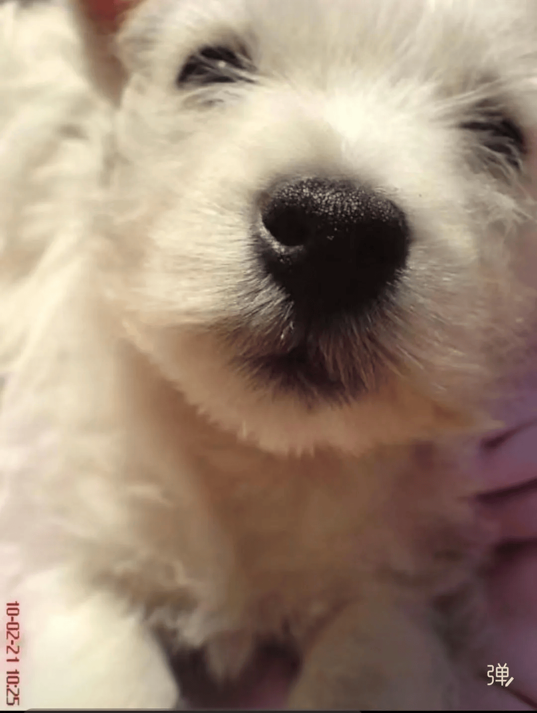 在小区投毒致9条狗死亡<strong></p>
<p>比特币一个多少钱</strong>,男子获刑4年!