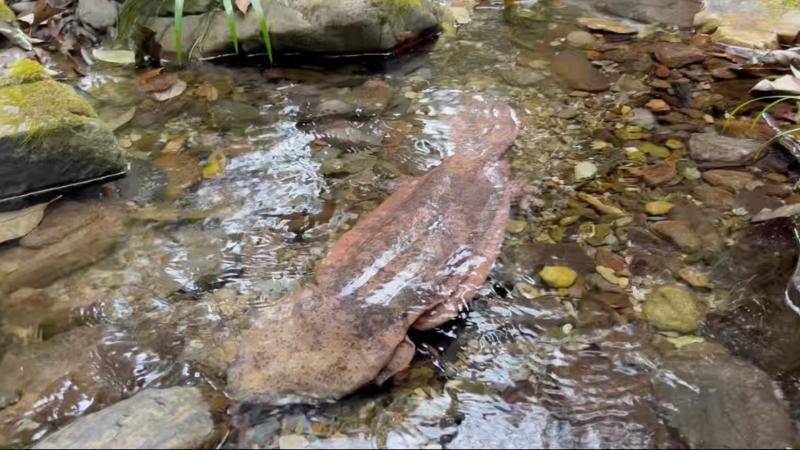 江西宜春:河道现16斤野生娃娃鱼 多方联动救助成功放生