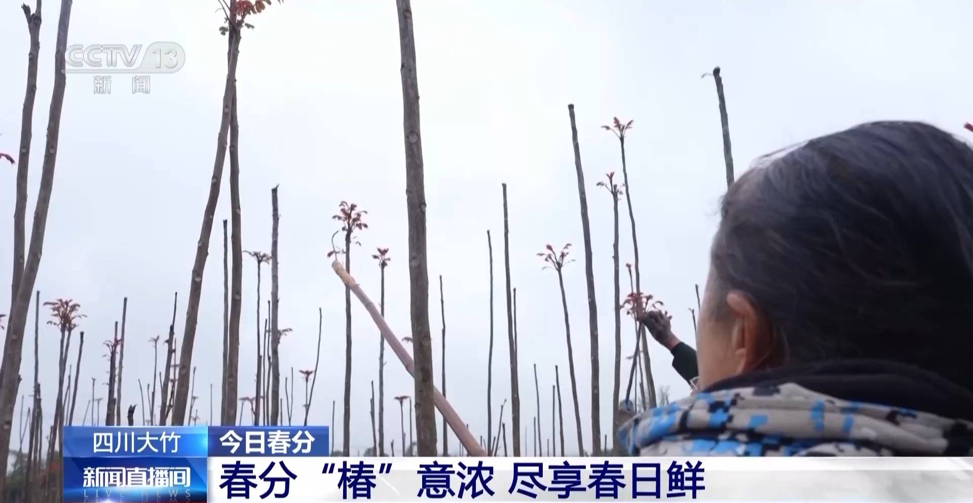 蒸、煎、拌、酿……一口鲜菜如何“锁”住春天<strong></p>
<p>比特币历史最高价格</strong>？